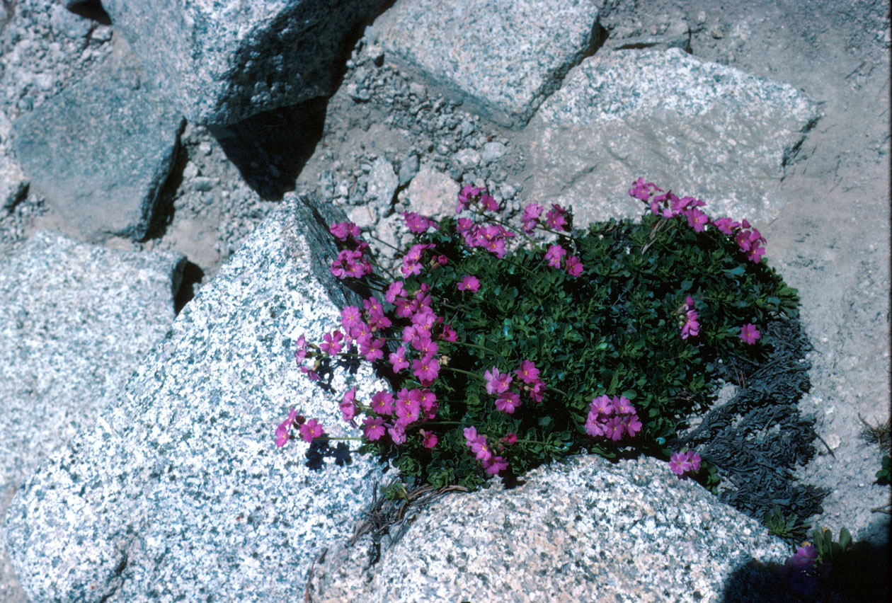 s70_20.jpg (164393 bytes)