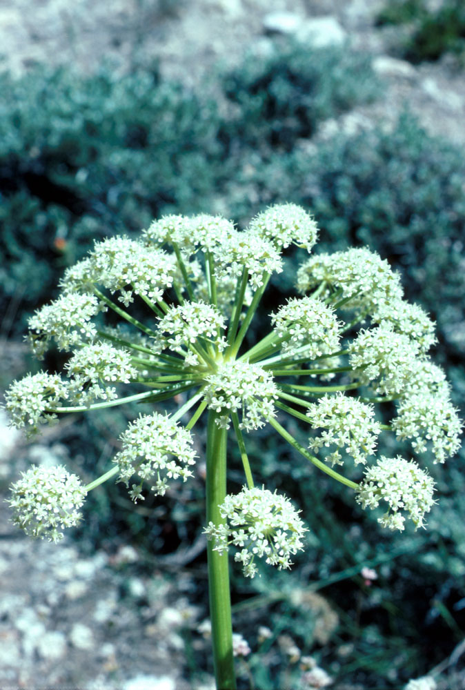 s70_44.jpg (156099 bytes)