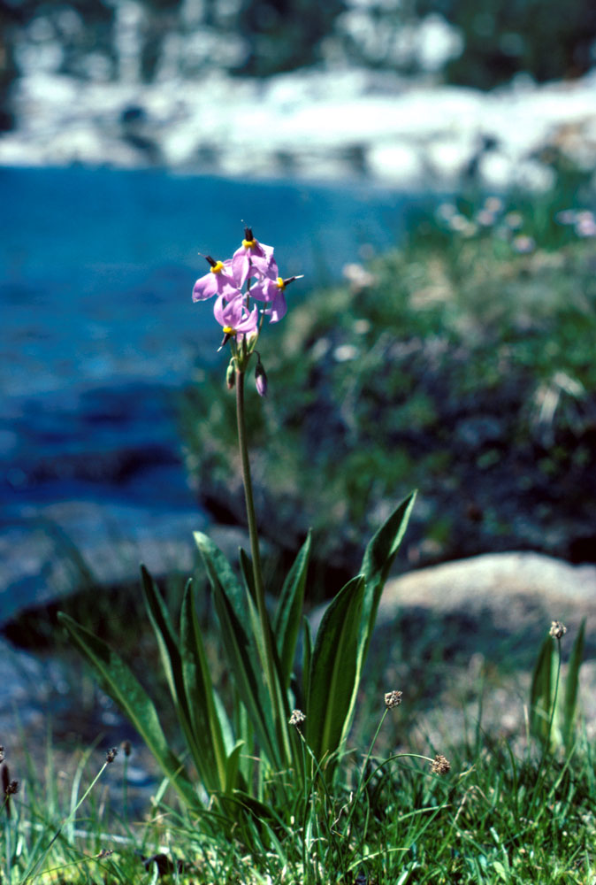 s70_46.jpg (127682 bytes)