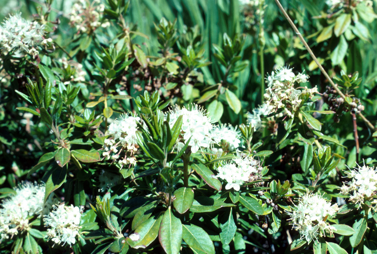 s70_48.jpg (106486 bytes)