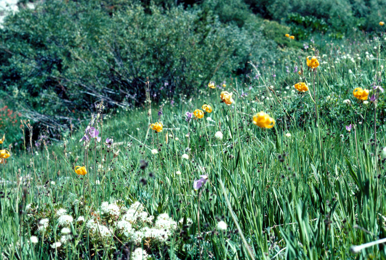 s70_49.jpg (68053 bytes)