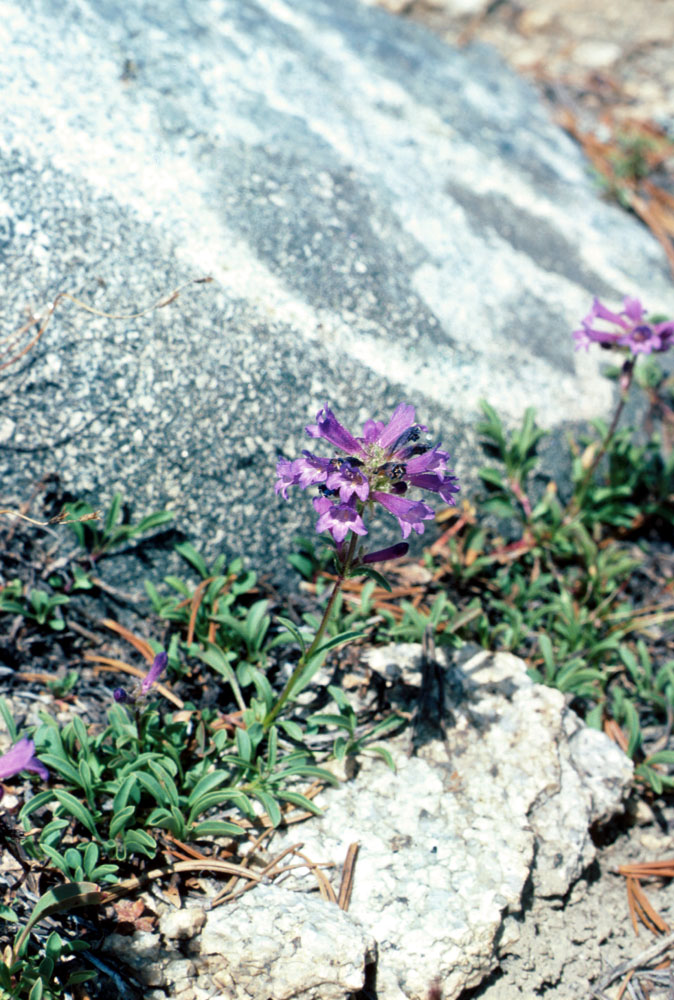 s70_64.jpg (139852 bytes)