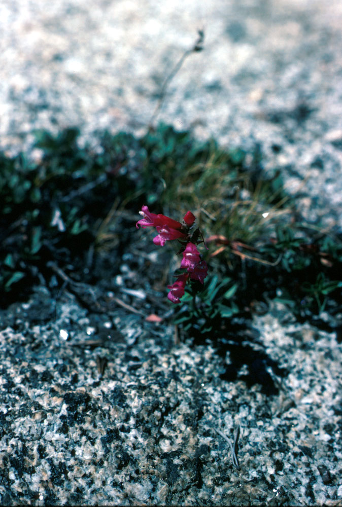 s70_78.jpg (86716 bytes)