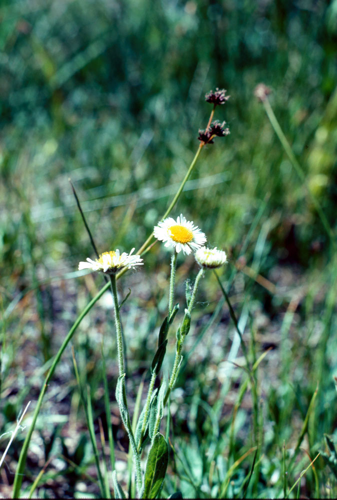 s70_80.jpg (130010 bytes)