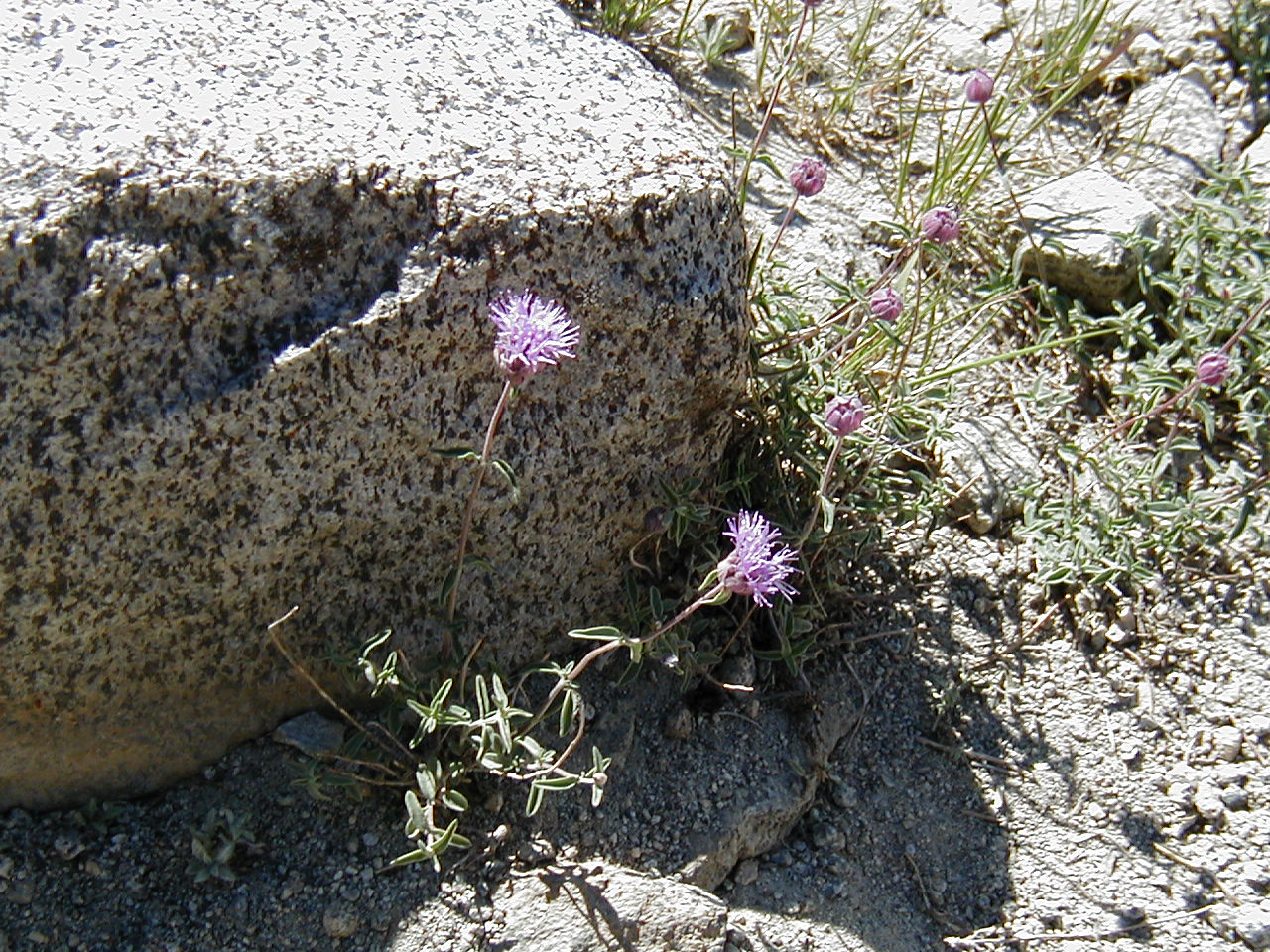 s70_33.jpg (81717 bytes)