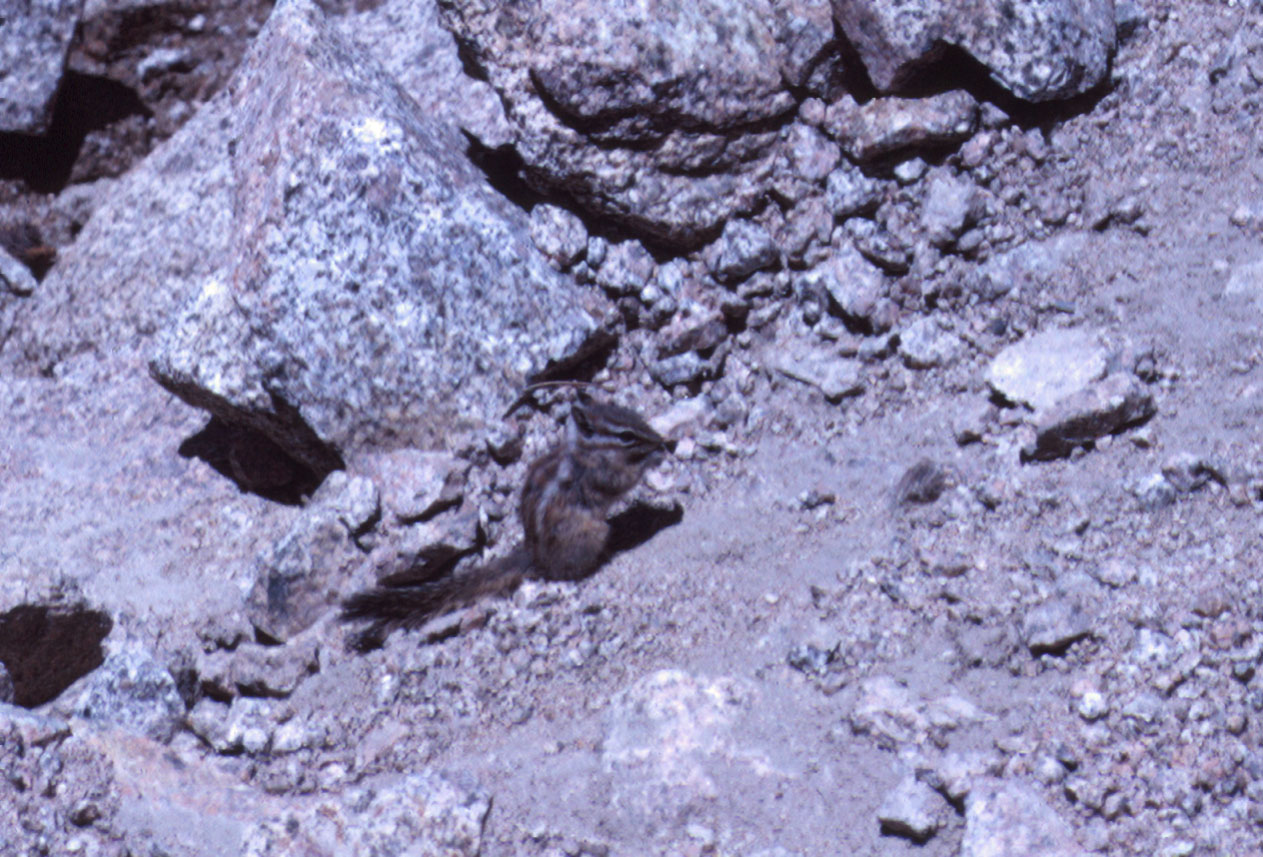s70_110.jpg (145201 bytes)