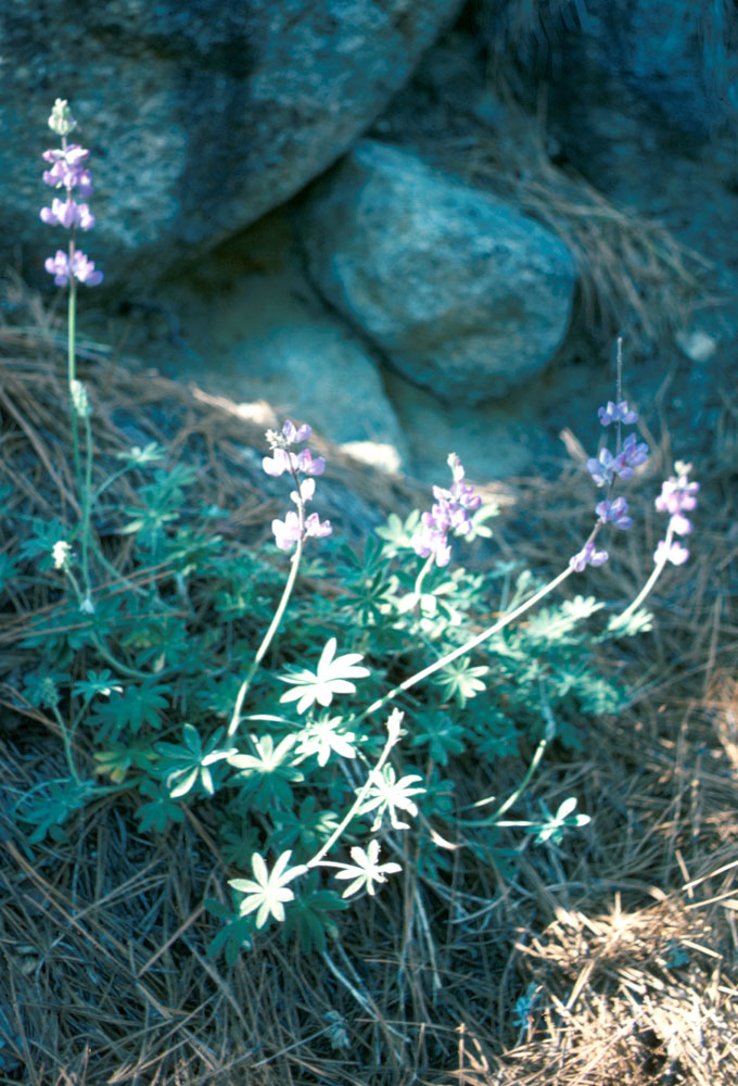 s70_8.jpg 